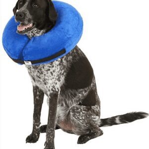 The Pet Bowl
