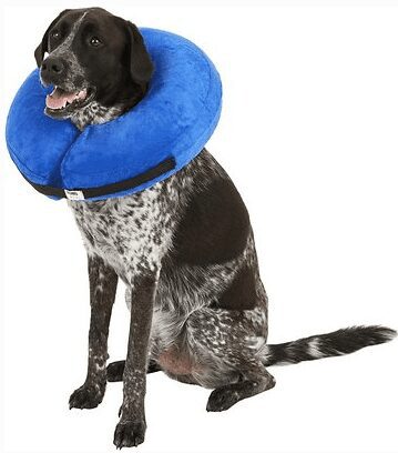 The Pet Bowl