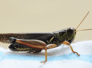 Insects