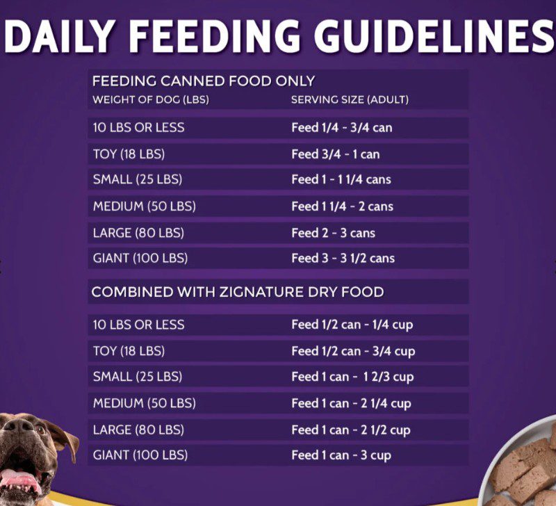 Daily dog feeding guidelines chart