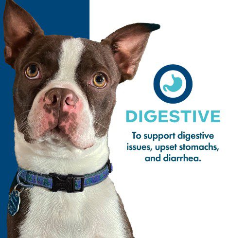 Brown and white dog beside digestive text