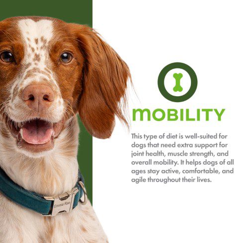 Happy brown and white dog beside "Mobility" text