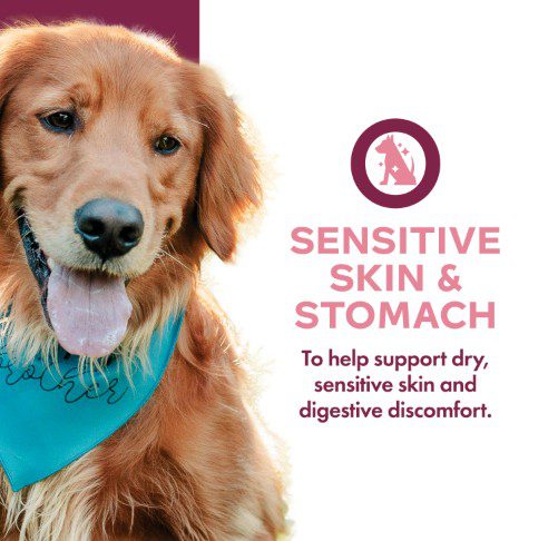 Golden retriever with teal bandana and product text