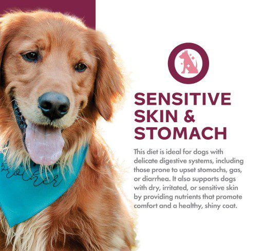 Golden retriever wearing blue bandana, pet food ad