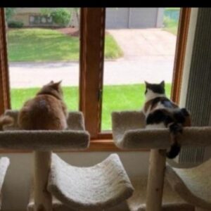 Condos & Trees Cat Furniture