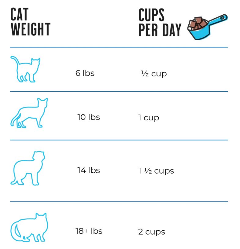 Raw Dynamic Beef Freeze Dried Cat Food - Image 4