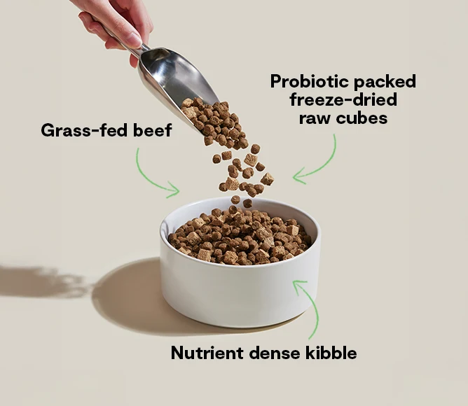 Open Farm GoodGut Grass-Fed Beef Dog Kibble - Image 3