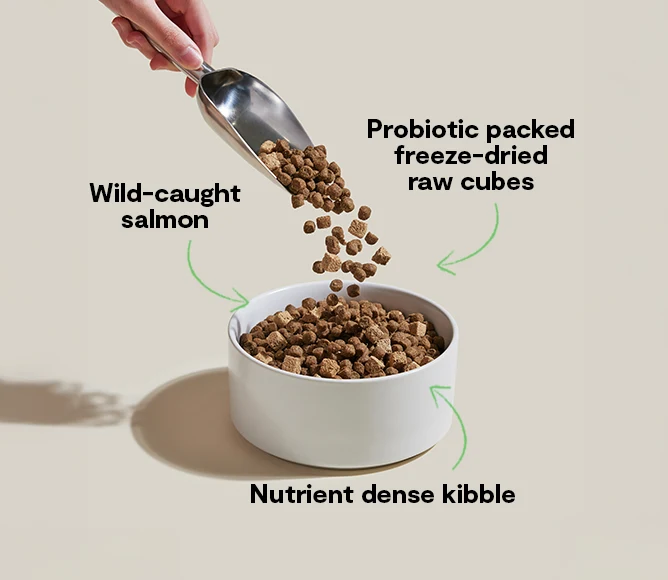 Open Farm GoodGut Wild-Caught Salmon Dog Kibble - Image 3